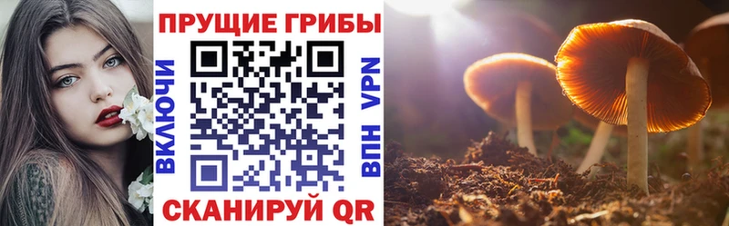 Псилоцибиновые грибы мицелий Кодинск
