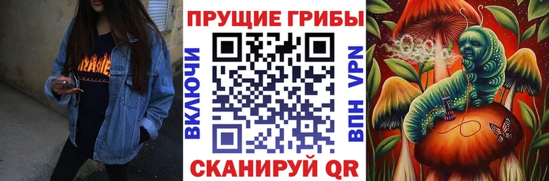 где продают   Кодинск  Псилоцибиновые грибы Cubensis 